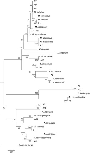 Figure 1 16SrRNA sequence based phylogenetic tree for Iranian actinomycetes isolates and nearest validated species of actinomycetes by using the neighbor-joining method. The figures at each node represent bootstrapping values. The tree was rooted with Gordonia terrae.