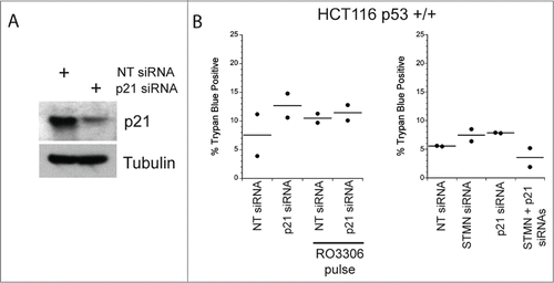 Figure 6. Reducing p21 is not sufficient to activate apoptosis in p53 deficient cells depleted of stathmin or pulsed for 4 hrs with a CDK1 inhibitor. (A) Western blot of p21 depletion from Hela cells. Tubulin is shown as a loading control. (B) Percent trypan blue positive cells for the indicated conditions measured 48 hr after transfection of inhibitor pulse.