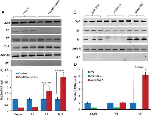 Figure 2. Oxidative stress and nucleolar stress fail to induce R1 expression. (A) Semi-quantitative RT-PCR analyses measuring respective transcripts in total RNA from control larvae versus larvae treated with 3% H2O2 (oxidative stress). (B) qRT-PCR analyses measuring respective transcripts in total RNA from control larvae and larvae treated with 3% H2O2. Ct values for each gene were normalized to Actin 5C transcript levels. P values were determined using the Student’s t-test with degrees of freedom = 3. (C) Semi-quantitative RT-PCRs measuring respective transcripts in total RNA from control wild type larvae, control P5CDh1-/- larvae (homozygous for a pBac element in the P5CDh1 gene) which control for nucleolar stress documented in homozygous Nopp140-/- gene knock out larvae [Citation9]. (D) qRT-PCR analyses measuring the copia, R1, and R2 transcript levels from wild type (WT), P5CDh1-/- larvae, and nucleolar stressed Nopp140-/- larvae. Ct values for each gene were normalized to Actin 5C transcript levels. P values were determined using the Student’s t-test with degrees of freedom = 3.