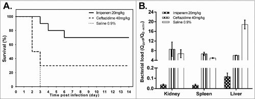 Figure 1. Effect of ceftazidime and imipenem on K. pneumoniae RJA166 infection in murine model. (a) The survival curve of the BALB/c mice infected with 1.8 × 103 CFU of Klebsiella pneumoniae RJA166 with different treatments. In the 14 days after bacteria challenge, mice treated by imipenem (20 mg/kg), ceftazidime (40 mg/kg) and saline (0.9%) showed mortalities of 30%, 70% and 100%, respectively. (b) The bacterial load of murine tissues in the mice treated with different antibiotic. The results were calculated by dividing the quantity of bacterial gyrase gene by the quantity of murine β-actin gene. The bacterial loads in the kidneys, spleens and livers from the mice treated with ceftazidime were significantly higher than those in the mice treated with imipenem, with the p value 0.0383, <0.0001 and <0.0001, respectively, as generated by Student's t test.