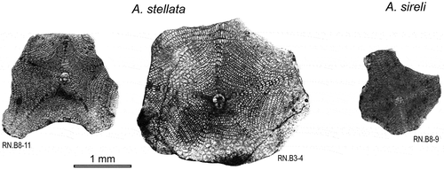 Figure 26. Comparison of embryon and equatorial chamberlets in Asterocyclina stellata and A. sireli from the Drazinda Formation.