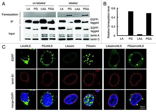 Figure 2. C-terminal farnesyl group tethers LAΔNLS and PGΔNLS to the ER membrane. (A) Click chemistry analysis. HeLa cells were transfected with EGFP-LA, EGFP-PG, EGFP-LAΔNLS or EGFP-PGΔNLS and labeled with Click-iT farnesyl alcohol, followed by precipitation with GFP-Trap beads and detection with 647 Alkyne. Strong farnesylation signals appeared in PG and PGΔNLS (PGΔ) lanes, and weak but detectable farnsylation showed in LAΔNLS (LAΔ) lane. (B) Quantification of farnesylation levels in (A). The relative farnesylation level was calculated as the ratio of the farnesylation signal to the corresponding IP’ed protein signal. (C) Confocal fluorescence images of LAssimΔNLS and PGssimΔNLS. Immunofluorescence was performed 24 h after transfection. Confocal images show EGFP (green), lamin B1 (red), and DNA (blue). A representative cell under each condition is shown. Scale bar, 10 μm.