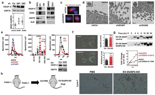 Figure 6. DUSP2 regulates the secretion of EV-VEGF-C in pancreatic cancer cells. (a) Representative (upper) and quantification (bottom) of VEGF-C and HSP70 expression by Western blotting in EV (isolated by ExoQuick-TC) from control and DUSP2-KD PANC-1 cells. (b) Representative Western blots show VEGF-C expression in WCL, EV and CM in DUSP2-KD PANC-1 cells (left). Representative Western blots show VEGF-C expression in EV isolated from DUSP2-KD PANC-1 cells treated with DMSO (control) and SCH 772984 (1uM) for 24 h (right). CD63 and HSP70 were detected as EV markers. ALB was detected to demonstrate the purity of EV. Equal amount of protein (20 ug) was loaded. EV was isolated by ExoQuick-TC. (c) Images of control and DUSP2-KD PANC-1 cells transfected with VEGF-C-SNAP tag for 24 h. Cells were treated with proprotein convertase inhibitor in serum-free medium for another 24 h after transfection. After labelling by the fluorescent substrate for SNAP, cells were fixed and imaged. (d) Images of control and DUSP2-KD PANC-1 cells taken by the transmission electron microscope. Red arrows indicate positive staining by 10 nm gold labelled anti-VEGF-C antibody. (e) Nanoparticle Tracking Analysis (NTA) was performed to detect secreted particles from control and DUSP2-KD cells. Serum-free conditioned medium was collected and centrifuged to remove debris and were sent for NTA. The X-axis represents the size of particles and the Y-axis represents the number of particles secreted per cell. DUSP2-KD cells have increased numbers of EV ranging from 85 to 155 nm (middle panel). EV secreted from DUSP2-KD cells was diminished if treated with GW4869 (20 μM) (right panel). (f) Inverted light sheet microscope (Luxengo) was used to track fast-moving particles in control and DUSP2-KD cells. Cells were labelled with PKH67 and plated into the cell holder for the tracking of PKH67 positive particles within the cells. 3D tracking of PKH67 particles in control and DUSP2-KD cells analysed by Imaris software (left). Particles in DUSP2-KD cells have increased speed (upper right) and track length (bottom right). Experiments have been performed two times and represented data are shown. (g) DUSP2-KD cells have an increased rate of EV-VEGF-C secretion. VE-Snaptag was stably expressed in control and DUSP2-KD cells. Cells were treated with proprotein convertase inhibitor (20 uM) in serum-free RPMI. EV was isolated from the medium at a different time point. Western blotting was performed to detect unprocessed VEGF-C (VE-Snap) in EV (upper). Expression of EV-VEGF-C in control and DUSP2-KD cells by fold change analysis over 2 h (lower). (h) Schematic of experimental design to investigate the function of EV from DUSP2-KD PANC-1 cells (left). Representative immunohistochemistry images show the increase of lymphatic vessels (Lyve-1) in PANC-1 tumours treated with EV isolated from DUSP2-KD cells.