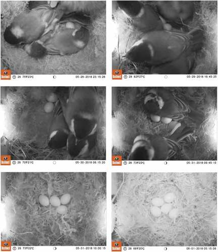 Figure 1. Photos from trail camera showing consecutive stages of egg laying in the Great Tit nest with Single Nest Brood Overlapping (nest box no. B038).