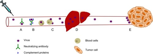 Figure 1 Virus neutralization during systemic delivery. (A) Circulating antibodies and (B) complement proteins bind to virus and neutralize them, as well as marking them for destruction by immune effector cells. (C) Intravenously administered virus also interacts with circulating blood cells, leading to virus sequestration. (D) Liver macrophages, which are part of the reticulo-endothelial system, filter viruses from the blood. (E) Viruses that do reach the tumor encounter extensive tumor extracellular matrix and high interstitial fluid pressure which limits their extravasation into the tumor.