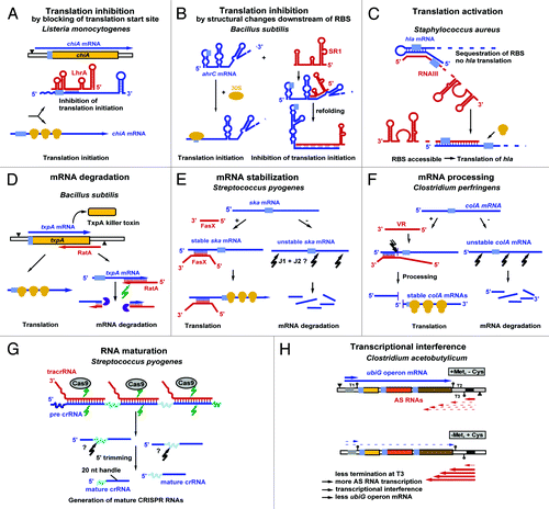 Figure 1. Mechanisms employed by sRNAs encoded from low-GC Gram-positive bacteria. All currently known mechanisms for sRNAs encoded from chromosomes are summarized. For additional mechanisms employed by plasmid-encoded sRNAs, see reference Citation13. Antisense RNAs are drawn in red, sense RNAs in blue. Black triangles denote promoters. Light blue, ribosome binding sites (RBS). Yellow symbols indicate ribosomes. Green arrows denote RNase III cleavage; black arrows indicate unknown RNase action. The violet symbol represents RNase R. For details, see text. B, C, E, F, and H are based on reference Citation13.