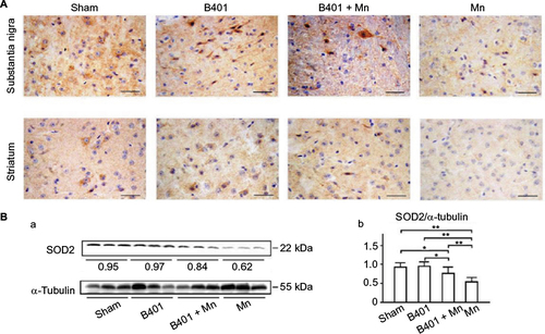 Figure 6 Expression levels of antioxidative stress-related SOD2 were increased significantly in the brain tissues of Mn-treated mice under oral B401 treatment.