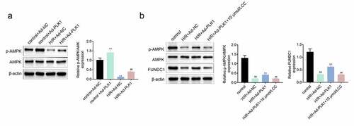 Figure 5. Overexpression of PLK1 activated the expression of p-AMPK in H9c2 cells. (a) Western blot analysis of the expression of p-AMPK and AMPK in H9c2 cells. (b) Western blot analysis of the levels of p-AMPK and FUNDC1 in H9c2 cells. ##p < 0.01 H/R+ Ad-PLK1 vs H/R+ Ad-NC, &&p < 0.01 H/R+ Ad-NC vs control, **p < 0.01 H/R+ Ad-PLK1 + 10 μmol/L CC vs H/R+ Ad-PLK1