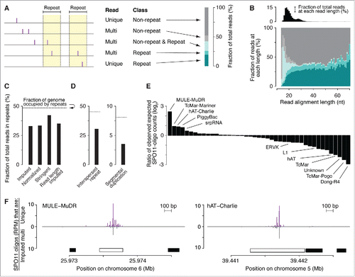 Figure 3. DSBs in repeated sequences. (A) Five categories of SPO11-oligo mappability in “repeat” and “non-repeat” sequence classes. The repeat class schematized on the left encompasses both interspersed repeats and segmental duplications. 67.2% of SPO11 oligos could be assigned unambiguously to a unique location in the reference genome within either the non-repeat class (dark gray) or the repeat class (dark turquoise). The remaining 32.8% mapped to multiple places in the reference genome; half of these could be placed in either the non-repeat class (i.e., all mapped positions are in non-repeat sequences; light gray) or the repeat class (i.e., all mapped positions are in the repeat class; turquoise). However, the remaining half of the multi-mappers (16.3% of all mapped reads) could have derived from either class because reads mapped to both repeated and non-repeated sequences (light turquoise). (B, top) Histogram of SPO11-oligo read lengths (adapted from Citationref. 26 with permission); (bottom) percentages of the 5 categories as a function of read length. Short reads (< 20 nt) were highly enriched for multi-mapped reads, suggesting that many such SPO11 oligos were mapped to multiple places solely because of their short length. (C) Percentages of SPO11 oligos mapped to repeat sequences, estimated by 4 methods. Imputed: Reads were assigned in proportion to the number of unique reads in the neighboring area (method described in Citationref. 26). Normalized: Each multi-mapped read was divided evenly among its mapped positions. Stringent: All multi-mapped reads that could have derived from either repeat or non-repeat sequences were assigned entirely to that respective repeat class. This approach likely overestimates the DSB frequency in repeat sequences and therefore provides the most conservative estimate of the degree to which DSB formation is suppressed in repeats. Imputed read length: Because the mappability of short reads is less certain (B), we included from the imputed map only reads with lengths of 25–50 nt and recalculated the fraction of imputed reads in repeated sequences. This method represents the highest confidence estimate of the relative burden of DSBs in sequences annotated as repeats. (D) DSB frequencies in 2 sub-groups of repeat sequences. SPO11-oligo frequencies were lower than expected in interspersed repeats and in segmental duplications. (E) DSB frequencies in families of repeat sequences annotated in RepeatMasker. Overlapping repeats of the same family were merged before calculation. For each repeat family, SPO11-oligo counts per base pair were summed and their enrichment was calculated relative to expected values (estimated as described in Materials and methods). The most extreme examples are labeled, as are L1 and ERVK families, which include elements that are putative DNMT3L targets.Citation63 The identities, calculated enrichment values, and fractions of the genome occupied for all of the families analyzed are provided in Table S2. (F) Examples of individual DNA transposons with high SPO11-oligo counts. SPO11-oligo maps of unique reads or multi-mapped reads are plotted as RPM based on the total 69.4 million reads that mapped to the nuclear genome. Open bar represents MULE-MuDR (left) or hAT-Charlie (right), and filled bars represent other families of repeat sequences annotated in RepeatMasker.