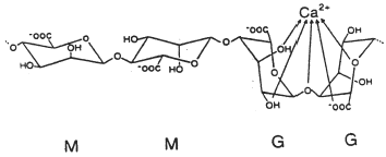 Figure 2. Probable binding mode between the calcium ion and two G residues.