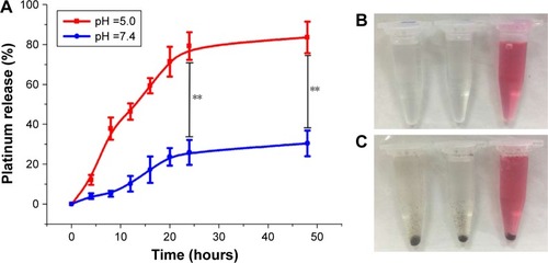 Figure 3 Acid triggers Pt release and improves the stability of GPt in physiological solutions. (A) Pt release in acid and neutral environments. The results are the mean ± SD from three independent experiments. **p<0.01. (B) GPt in normal saline, PBS, and DMEM (from left to right); (C) GO in normal saline, PBS, and DMEM (from left to right) as shown by a mass sediment in transparent solutions.Abbreviations: PBS, phosphate-buffered saline; DMEM, Dulbecco’s Modified Eagle’s Medium; GO, graphene oxide; GPt, polyethylene glycol-graphene quantum dots-Pt.