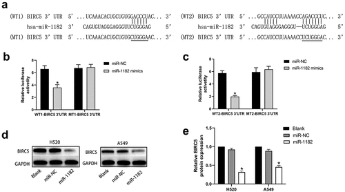 Figure 4 circCAMSAP1 targets BIRC5. (a) Predicted binding regions between miR‐1182 and BIRC5 3’-UTR by bioinformatics analysis. (b, c) Luciferase reporter assay was performed to validate the direct interaction between miR-1182 and BIRC5 3’-UTR. WT‐BIRC5 3′‐UTR, wild-type BIRC5 3′‐UTR luciferase reporter plasmids; MT‐BIRC5 3′‐UTR, mutated‐type BIRC5 3′‐UTR luciferase reporter plasmids. (d, e) Western blotting results showed that upregulating miR-1182 expression could significantly decrease BIRC5 protein expression. miR‐1182, cells transfected with miR-1182 mimics; miR‐NC, cells transfected with NC; GAPDH, glyceraldehyde 3‐phosphate dehydrogenase; NC, negative control. *P < 0.05.