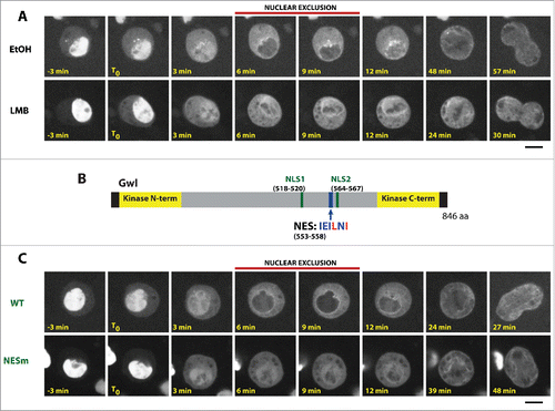 Figure 1. The nuclear exclusion of Gwl in prophase depends on active export. (A) The nuclear exclusion of Gwl in prophase is inhibited by leptomycin B. Cells were treated with 50 μM leptopmycin B or ethanol alone and filmed immediately. (B) Identification of an NES motif in Gwl (residues 553–558). This motif was predicted as a highly probable NES using ValidNESs.Citation36 (C) Mutation of the NES abolished the nuclear exclusion of Gwl in prophase. NESm = L556A, I558A. Time zero (T0) was defined as the time when an increase in cytoplasmic Gwl is first noticed. Scale bars: 5 μm.