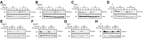 Figure 4 Assessment of PTP4A3 expression after cisplatin or doxorubicin stimulation. The PTP4A3 expression of HepG2 (A and E), Hep3B (B and F), Huh7 (C and G) and J7 (D and H) cells was determined after treatment with various doses of cisplatin (Cis, 0–10 μg/mL, A–D) or doxorubicin (Dox, 0–1 μg/mL, E-H) using Western blotting. The level of PTP4A3 expression in HCC cells was obviously decreased by cisplatin or doxorubicin.