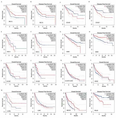 Figure 2. Survival curves of MALAT1 expression in different tumors from the GEPIA database. MALAT1 high expression was associated with a worse prognosis in COAD (c and d), ESCA (e and f), LIHC (n), KIRC (h) and PRAD (p). Meanwhile, MALAT1 high expression was associated with a better prognosis in BLCA (a and b), LUAD (i and j)/LUAD+LUSC (k), HNSC (l), KIRC (g), SKCM (o), and LAML (m)
