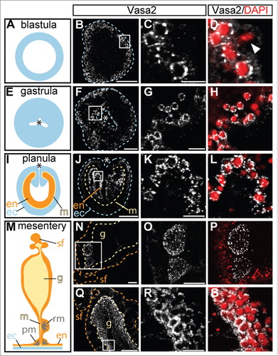Figure 5. Vasa2 protein accumulates around nuclei. (A), (E), (I) and (M) show schematic representations of a blastula (A), gastrula (E), planula (I) and a mesentery (M). Vasa2 antibody staining of a blastula (B-D), gastrula (F-H; oral view), planula (J-L; lateral view), cross sections of female (N-P) and male mesenteries with gonads (Q-S) are shown. The staining in blastulae (B) and gastrulae (F) is ubiquitously distributed throughout the embryos, whereas the planula (J) displays a stronger staining in the endoderm in the position of the future mesenteries. In female gonads only the early oocytes are Vasa2 positive (N). Male gonads show a strong staining in the marginal zone of the spermaries (Q). Counterstaining with DAPI reveals a perinuclear staining of Vasa2 (D, H, L, and S). The arrowhead in (D) indicates an M-phase chromosome with no detectable Vasa2 staining. White: Vasa2; red: DAPI. Abbreviations: ec, ectoderm; en, endoderm; g, gonad; m, mesentery; pm, parietal muscle; rm, ring muscle; sf, septal filament. Asterisks in (E), (F), (I) and (J) mark the oral pole. All pictures are single optical sections except for (N) displaying a z-projection. Scale bars in (B), (F), (J), (N) represent 50 µm, in (C), (G), (K), (R) 10 µm and in (Q) and (O) 100 µm.
