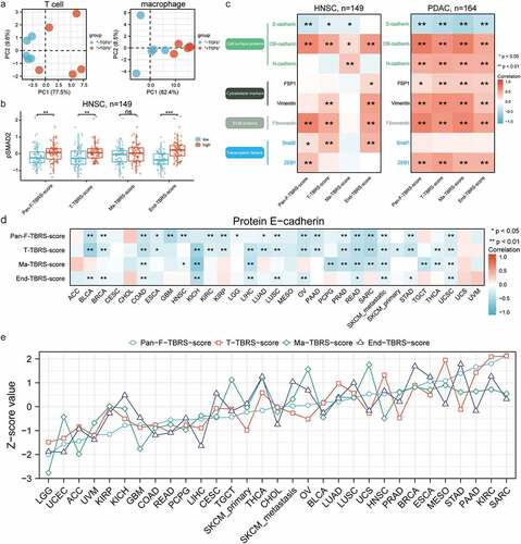 Figure 3. Well-established signatures reflecting TGFβ signaling activity in non-cancer types within the TME. a) PCA plots showing dispersion in T cell (left) treated with or without TGFβ1 and macrophage (right). Each dot represents a replicate. b) Box plots illustrating the comparisons of pSMAD2 expression between the low- and high-TBRS score group in HNSC. The center line and bounds of box represent median and interquartile range, respectively. c) Correlation heatmaps showing correlations between TBRS score and protein level of EMT biomarkers in HNSC (left) and PDAC (right). d) Pan-cancer analysis of correlation between T-cell-TBRS score and protein E-cadherin level. e) Landscape of TGFβ signaling activity in non-cancer cells within TME across 31 solid tumors, ranked by the Z-score value of Pan-Fibroblast-TBRS score from low to high. Spearman correlation coefficient and corresponding P value indicated beside plot. Sample size, exact coefficient and P value given in Supplementary table. TBRS, TGFβ response signature; HNSC, head and neck squamous cell carcinoma; PDAC, pancreatic ductal adenocarcinoma; ECM, extracellular matrix; EMT, endothelial–mesenchymal transition.