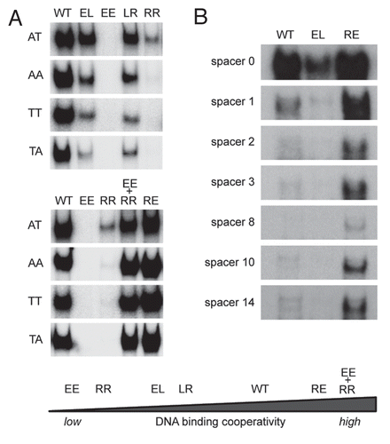 Figure 3 Impact of DNA binding cooperativity on sequence selectivity of p53. (A) Shown are electrophoretic mobility shift assays (EMSA) for DNA binding of in vitro translated wild-type p53 and the indicated H1 helix mutants to dsDNA oligonucleotides (5′-GGG AGC TTA GGC WWG TCT AGG CWW GTC TA-3′) with WW denoting AT, AA, TT or TA sequences in the center of each half site. EMSAs were performed as previously described.Citation9,Citation72 Compared to H1 helix mutants with reduced DNA binding cooperativity (EE, RR, LR, EL), mutants with increased DNA binding cooperativity (RE and EE+RR) revealed an increased ability to bind the lower affinity non-CATG sequences. (B) Same as in (A) using dsDNA oligonucleotides containing the 5′ p53 binding site in the p21 promoter (5′-TCT GGC CGT CAG GAA CATG TCC (N)1–14 CAA CATG TTG AAG CTC TGG CAT A-3′) with increasing central spacer sequences (N)1–14. The high cooperativity mutant (RE) showed an increased ability to bind the spacer-containing motifs, while the low cooperativity mutant (EL) was largely unable to bind these spacer-containing elements.