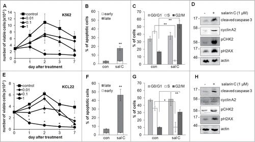 Figure 1. Salarin C inhibits cell proliferation and induces apoptosis and DNA damage in CML cell lines. K562 (A) or KCL22 (E) cells were plated at 3×105 cells/ml and after 24 hours (time 0) were treated or not (control) with a single dose of salarin C at the indicated final concentration (µM); cells were then incubated in normoxia and trypan blue-negative cells were counted at the indicated timepoints; values are averages ± SEM of data from 3 independent experiments; significant differences are indicated (Student's t test for independent samples; *: p< 0.05. K562 (B, C) or KCL22 (F, G) cells were incubated as above in the presence (sal C) or not (con) of 1 µM salarin C and subjected to Annexin V / propidium iodide assay to determine the percentages of cells in early or late apoptosis (B, F) or labeled with propidium iodide alone (C, G) to determine cell cycle phase distribution. Analysis was performed by flow cytometry at day 3 of incubation; values are averages ± SEM of data from 3 independent experiments; significant differences are indicated (Student's t test for independent samples; *: p< 0.05, **: p< 0.01). K562 (D) or KCL22 (H) cells were lysed at day 3 of incubation and lysates subjected to immuno-blotting with antibodies raised against the indicated proteins; anti-actin antibody was used to verify equalization of protein loading; one representative experiment out of 3 is shown.