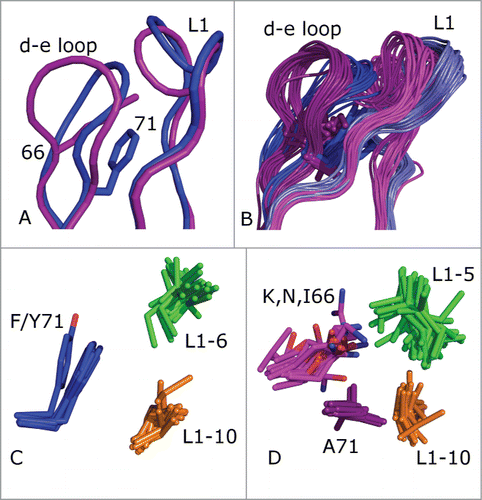 Figure 3. (A) Superposition of models of C10 (magenta) and C10KV3 (blue). The d-e loop side chains of K66 of C10 and F71 of C10KV3 are shown in sticks. (B) The L1–11 and d-e loops of 81 human κ and 32 human λ structures. The κ loops are in light-blue (L1) and dark blue (d-e loop) and the λ loops are in magenta (L1) and dark purple (d-e loop). (C) Hydrophobic cluster in κ3 antibodies, including F/Y71 (blue) and residues 6 (green) and 10 (orange) of the length 11 L1 loops. (D) Hydrophobic cluster in λ3 antibodies, including the hydrophobic portion of K/N/I 66 (magenta), A71 (dark purple), and residues 5 (green) and 10 (orange) of the length 11 loops.