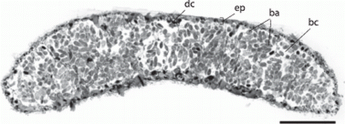 Figure 5.  Paracatenula galateia sp. nov. Semi-thin cross-section through trophosome region showing the thin epidermis (ep), the dorsal cord (dc), the bacteriocytes (bc) filling most of the body and the symbiotic bacteria (ba) within the bacteriocytes. Scale bar 50 µm.