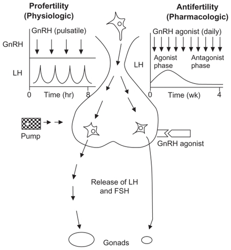 Figure 1 Mechanism of action of gonadotropin-releasing hormone agonists.Citation9 Adapted from Conn and Crowley, used with permission.