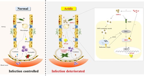 Figure 7. A model of acidic microenvironment mediated the amplification effect of type 1 interferonβ response following by P. aeruginosa infection.OMVs were involved in P. aeruginosa mediated the induction of IFN-β. Acidic microenvironment promoted the release of PA_OMVs and enhanced the phosphorylation of IRF3 induced by P. aeruginosa or PA_OMVs, leading to a significant increase in IFN-β production, which in turn led to the impaired host defense against P. aeruginosa pulmonary infection.