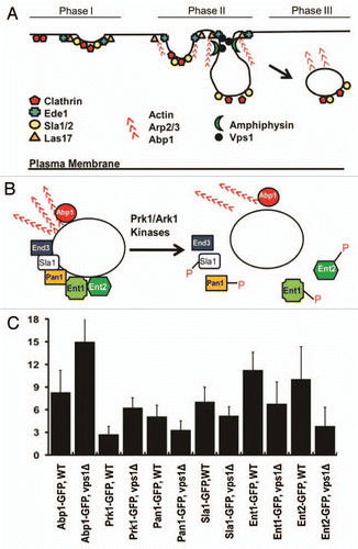 Figure 1 The spatiotemporal regulation of the assembly and disassembly of endocytic factors. (A) Recruitment of endocytic machinery to the cortical endocytic sites. Note that a yeast dynamin-like protein Vps1 and the amphiphysins are recruited after initiation of actin assembly. (B) Uncoating of endocytic factors. The phosphorylation activity of the homologous protein kinases, Prk1 and Ark1, has been implicated in the disassembly of endocytic proteins, including Sla1, Pan1, Ent1 and Ent2. (C) The mean uncoating times for GFP-fused endocytic factors. The time spent by a post-internalized vesicle carrying GFP-fused protein in the cytoplasm was determined.