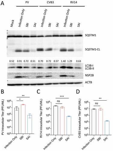 Figure 5. SAI attenuates the replication of several picornaviruses. (a) H1HeLa cells were mock infected or infected (MOI = 30 for 4 h) then fed or starved as indicated for western blot analysis. (b, c, and d) Cells were starved before (4 h) or after (5 h) infection with an MOI of 0.1 for 5 h. Lysates were then analyzed by plaque assay. Error bars indicate mean ± SEM and unpaired student’s t-test was used for statistical analyzes. (** = p < 0.01; * = p ≤ 0.05; ns = not significant.).