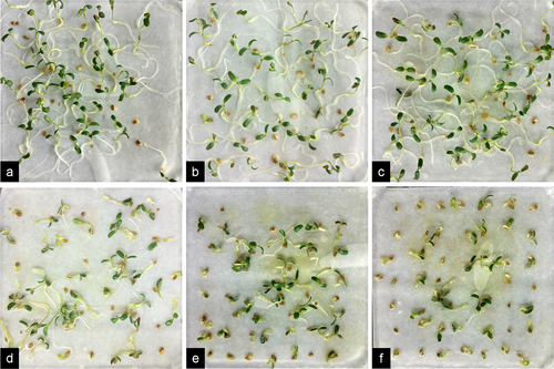 Figure 1. Seedling growth of alfalfa plants under 0–4 mM Cr(III) stress for 5 days after planting. a. 0 mM; b. 0.5 mM; c. 1 mM; d. 2 mM; e. 3 mM; f. 4 mM.