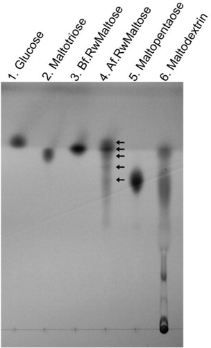 Fig. 4 Thin-layer chromatography (TLC) analysis. An aliquot (2.5 µl) of the reaction mixture incubated for 100 min containing products from the activity of the purified MalQ enzyme was spotted at lane 4 next to the control (lane 3) spotted with a 1 µl aliquot of enzyme reaction mixture before incubation. Lanes: 1, 0.5 µl of 1% glucose; 2, 1 µl of 1% maltotriose; 5, 1 µl of 1% maltopentaose; 6, 1 µl of 1% maltodextrin. Arrows indicate glucose, maltose, maltotriose, maltotetraose, and maltopentaose. Abbreviations: Bf.RwMaltose, before reaction with maltose; Af.RwMaltose, after reaction with maltose.