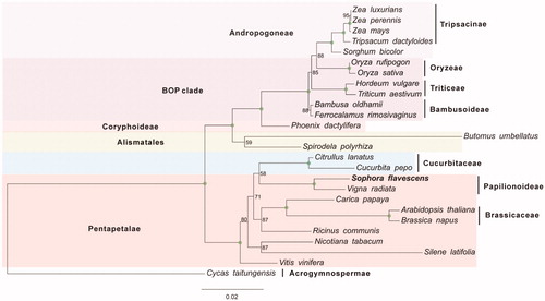 Figure 1. Phylogenetic tree yielded by ML analysis of 26 higher plant mt genomes. ML consensus tree is shown with bootstrap supports indicated by numbers besides branches.