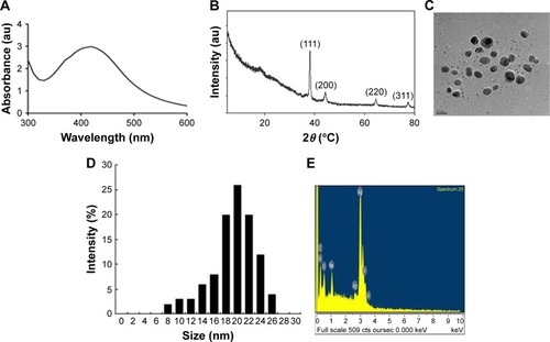 Figure 1 Synthesis and characterization of AgNPs.Notes: (A) UV–visible spectra of AgNPs. The absorption spectra of AgNPs exhibited a strong broad peak at 420 nm, which was attributed to the surface plasmon resonance of the particles. (B) X-ray diffraction pattern of AgNPs. The diffraction peaks at 39.7°, 46.9°, and 67.7° corresponded to the 111, 200, and 220 lattice planes of silver, respectively. (C) Analysis of AgNPs surface morphology. Several fields were photographed and used to determine the diameter of AgNPs using TEM. The average diameter was 20 nm. Scale bar =20 nm. (D) Histogram of the particle sizes determined from TEM images. (E) EDX spectra of AgNPs.Abbreviations: AgNPs, silver nanoparticles; TEM, transmission electron microscopy; EDX, energy-dispersive X-ray spectroscopy.