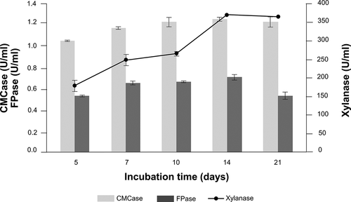 Figure 3. Time course of cellulases and xylanase activities from A. flavus KUB2 under submerged fermentation using sugarcane bagasse as substrate