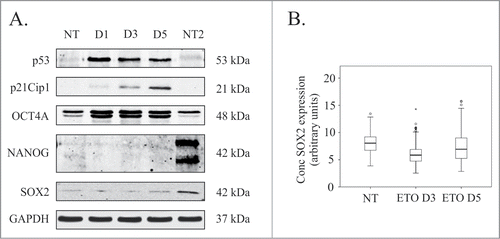 Figure 3. Analysis of pluripotency transcription factors in response to ETO treatment in PA-1 cells. (A) Protein expression of p53, p21Cip1, OCT4A, SOX2 and NANOG were analyzed by immunoblotting at indicated time points after ETO-treatment. GAPDH was used as a loading control NT2 cells were used as a positive control for pluripotency genes OCT4A, SOX2 and NANOG. p53 and p2Cip1 protein expression was upregulated in the DNA damage response. An upregulation of the OCT4A protein was detected from day 1 post ETO treatment, while SOX2 remained low and unchanged post ETO expression. NANOG was not detected in NT or ETO treated PA-1 cells. Results are representative of 3 independent experiments. (B) Semi-automatic image cytometry of SOX2 expression was performed on the nuclei of individual cells. Box-plots indicate the heterogeneity and expression levels measured. The data show that SOX2 remains unresponsive to ETO-treatment.