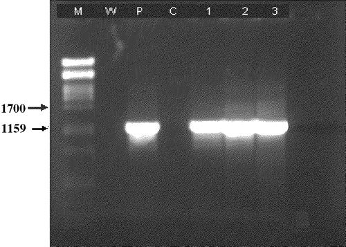Figure 2. PCR results of the FPV isolates from Burkina Faso. M, molecular markers; W, water control; P, positive control; C, cell culture control; 1, 2, 3, PCR products from FPVBKFOuaga 20021, FPVBKFOuaga 20022 and FPVBKFOuaga 20023 strains, respectively.