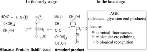 Figure 3 The non-enzymatic glycation process.