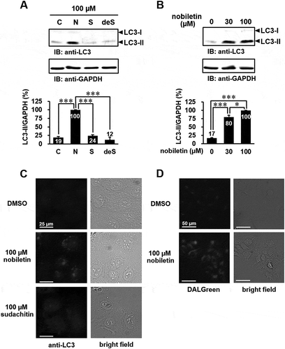 Figure 3. Nobiletin specifically triggers autophagy in HaCaT cells.(a) HaCaT cells were treated with 100 μM nobiletin (N), 100 μM sudachitin (S), 100 μM 3′-demethoxysudachitin (deS), or DMSO (C) for 48 hours. (b) HaCaT cells were stimulated with nobiletin (30, 100 μM) or DMSO for 48 hours. The cell lysates were analyzed by immunoblotting using anti-LC3 and anti-GAPDH antibodies. The detected bands were quantitated by ImageJ software, and quantification of results is presented as the amount of LC3-II normalized against GAPDH. The data are expressed as means ± standard error of three separate experiments, and statistical analysis was performed by one-way ANOVA with Tukey’s multiple comparison tests. *** p < 0.001, * p < 0.05. (c and d) HaCaT cells were stimulated with 100 μM nobiletin, 100 μM sudachitin, or DMSO for 24 hours, and were subjected to immunofluorescence with an anti-LC3 antibody (c) and DALGreen staining (d). All experiments were performed multiple times with similar results.