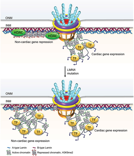 Figure 6. Schematic of Lamin-directed cardiac-specific transcriptional program. In cardiomyocytes, HDACs tether repressed genes with noncardiac function to the nuclear lamina. LMNA mutations disrupt Lamin B1 interactions with chromatin, leading to loss of nuclear rim positioning, decrease in repressive H3K9me2, and activation of genes (arrows) for alternative cell fates. TF, transcription factor; OMN, outer nuclear membrane; INM, inner nuclear membrane [Citation99,Citation101].