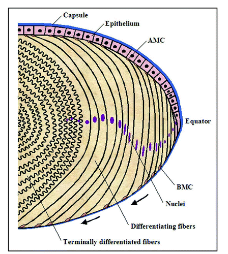 Figure 1 Diagram of organization of lens epithelial and differentiating fiber cells. The lens is enclosed by a thick capsule consisting of various extracellular matrix proteins. Lens epithelial cells at the equator divide and exit from the cell cycle, and as they exit from the cell cycle, they start to elongate bidirectionally by making apical (AMC) and basal (BMC) membrane complexes with epithelium and capsule, respectively. As fiber cells elongate, they are pushed down and migrate toward the center. As the fiber cells migrate toward the center, both the basal and apical membrane complexes are expected to undergo changes in a regulated manner to control fiber cell adhesive, protrusive and contractile activity. Finally, when the fiber cells reach the center or suture line, their basal and apical ends detach from the epithelium and capsule, respectively and interlock with cells from the opposite direction of the lens and form suture. During fiber cell elongation and differentiation, cell adhesive interactions are reorganized extensively, and terminally differentiated fiber cells exhibit loss of cellular organelle and extensive membrane remodeling with unique ball and socket interdigitations. Arrows indicate the direction of fiber cell movement. This schematic is a modified version of Figure 2 from Lovicu and McAvoy.Citation1