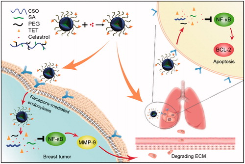 Scheme 1. The schematic diagram of simultaneous targeting therapy for lung metastasis and breast tumor.