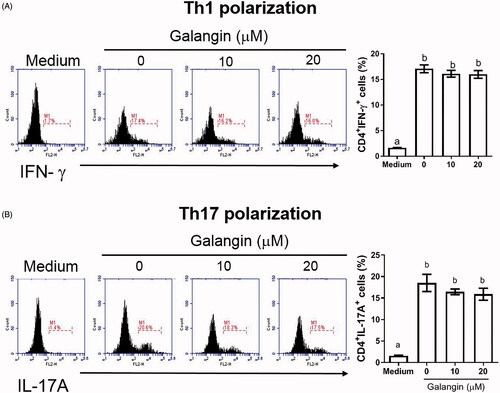 Figure 3. In vitro effects of galangin on CD4+ T-cell polarization. Naïve T cells from naive C57BL/6 mouse spleens were activated with anti-CD3 and anti-CD28 antibodies and then assessed (with or without galangin treatment) for (A) TH1- and (B) TH17-polarized states based on intracellular IFNγ and IL-17A levels. Data is expressed as means ± SD from three samples. Significance compared with activated CD4+ T-cells without galangin treatment. Different letters indicate a significant difference between two given groups (p < 0.05); same letters mean no significant difference.