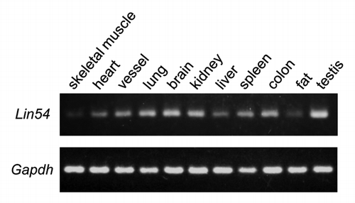 Figure 1. Expression of Lin54 in various mouse tissues was analyzed by RT-PCR. All tissues were excised from 7-week-old male ICR mouse. Gapdh was used as an internal control.