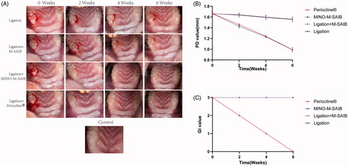 Figure 6. (A) The photographs of periodontal tissue in different groups at 0, 2, 4, 6 weeks. (B) The values of PD for the maxillary first molar in different groups. (C) The values of GI for the maxillary first molar in different groups. The data represented the mean ± SD, n = 5.