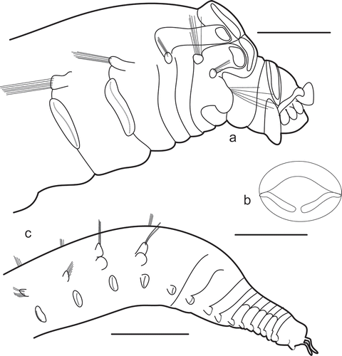 Figure 2. Noanelia hartmanae. a, Lateral view; b, entire prostomium, dorsal view; c, posterior thorax and abdomen, lateral view. Scales: a, 0.5 mm; b, 0.25 mm; c, 1 mm.