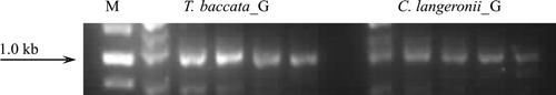 Figure 2.  PCR analysis of the presence of taxadiene synthase (~ 1.0 kb) in Cladosporium langeronii. Taxus baccata needles were a source of plant DNA samples, providing for a positive control of txs presence verification (M – GeneRulerTM 1 kb DNA Ladder, Fermentas; G – annealing temperature gradient: 45–65°C).