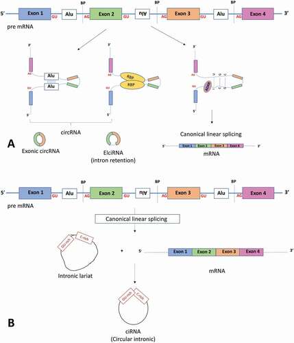 Figure 1. Components involved with linear mRNA or circular RNA biogenesis. (a) The top panel shows a pre-mRNA transcript with four exons. Long flanking introns containing inverted repeat elements such as Alu elements or trans-acting RBP proteins bring the downstream splice site into close proximity with the upstream splice site to favour back splicing and thus circRNA production. Conversely, introns bound by ADAR1 ‘melt’ RNA secondary structures by disrupting intronic base pairing to disrupt circularization. (b) Intronic circRNA biogenesis: Linear splicing produces lariat structures that are usually debranched and hydrolysed. However, GU rich and C rich intronic motifs escape debranching to form ciRNAs (intronic circRNAs). ADAR adenosine deaminases acting on RNA, BP: Branch points. RBP: RNA binding proteins. ALU: Alu repeat elements, mRNA messenger RNA