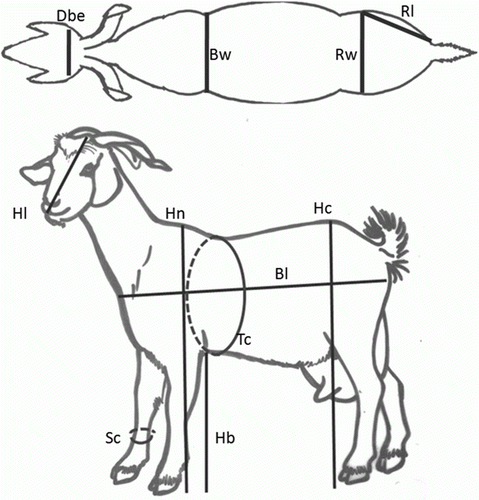 Figure 1.  Morphologic measurements recorded in this experiment. Note: Bl, body length; Bw, breast width; Dbe, distance between eyes; Hn, height at the end of neck; Hl, head length; Hb, height to the breast; Hc, height to the rump; Sc, shank circumference; Tc, thoracic circumference; Rl, rump length; Rw, rump width.