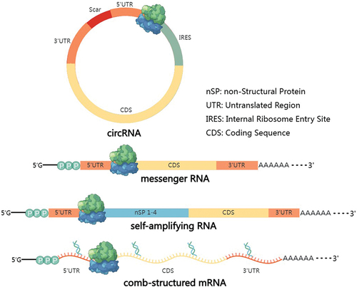 Figure 1. Different types of RNA expression vectors used in mRNA cancer vaccines.