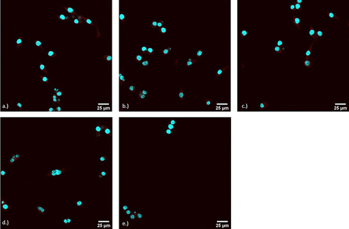 Figure 7 Confocal images of DC2.4 cells after co-culture with T-cells. Images were processed with ImageJ and imaged under a 40X water objective. Cells were stained for 24 hours with a MHC Class II antibody. Cells were stained with fluorophores NucBlue (DAPI) and Alexa 555 secondary antibody for visualization. (a) Vaccine + Adjuvant (b) Placebo + Adjuvant (c) Vaccine only (d) Placebo only (e) Cells only.